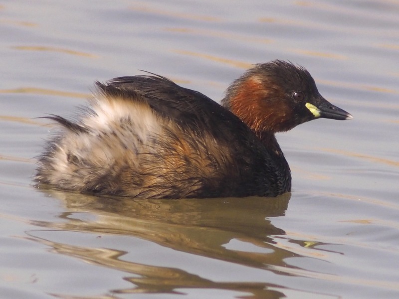 Tuffetto in abito  (Tachybaptus ruficollis)